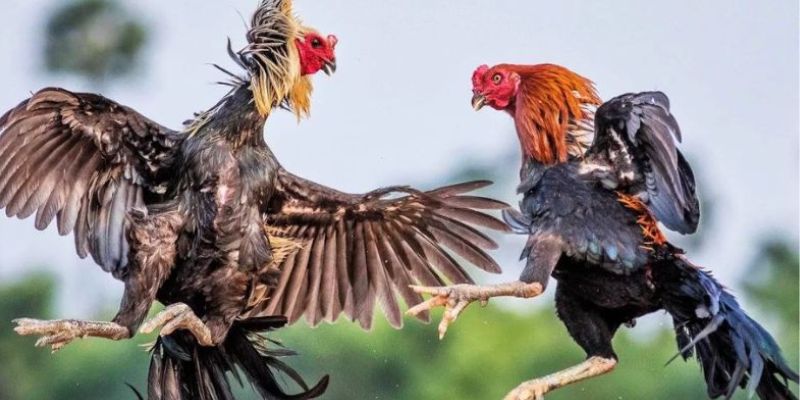 Các hình thức cược nên chơi